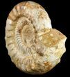 Jurassic Ammonite Fossil - Madagascar #51856-3